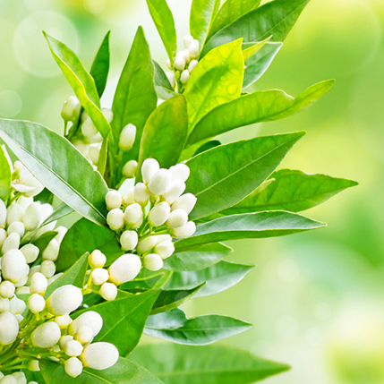 NEROLI - ΝΕΡΟΛΙ (BULK ΣΥΜΠΥΚΝΩΜΕΝΟ ΑΡΩΜΑ) - FA0075