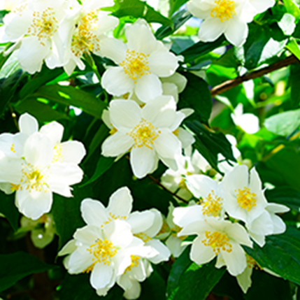 JASMINE NATURAL - ΓΙΑΣΕΜΙ (BULK ΣΥΜΠΥΚΝΩΜΕΝΟ ΑΡΩΜΑ) - FA0205