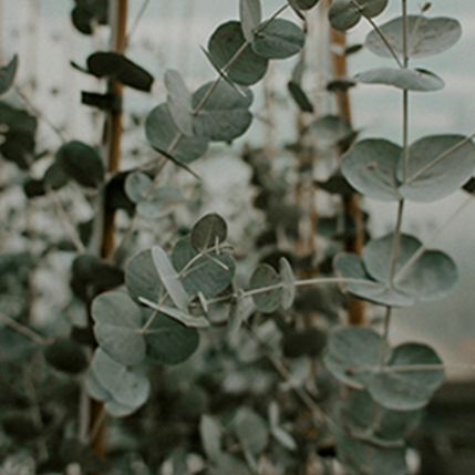 EUCALYPTUS - ΕΥΚΑΛΥΠΤΟΣ (BULK ΣΥΜΠΥΚΝΩΜΕΝΟ ΑΡΩΜΑ) - FA0293