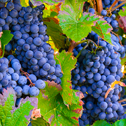 GRAPE - ΣΤΑΦΥΛΙ (BULK ΣΥΜΠΥΚΝΩΜΕΝΟ ΑΡΩΜΑ) - FA0413
