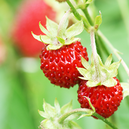 WILD STRAWBERRY - ΑΓΡΙΟΦΡΑΟΥΛΑ (BULK ΣΥΜΠΥΚΝΩΜΕΝΟ ΑΡΩΜΑ) - FA1704
