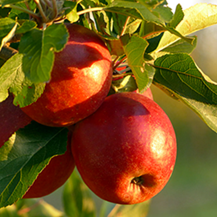 APPLE - ΜΗΛΟ (BULK ΣΥΜΠΥΚΝΩΜΕΝΟ ΑΡΩΜΑ) - FA1721