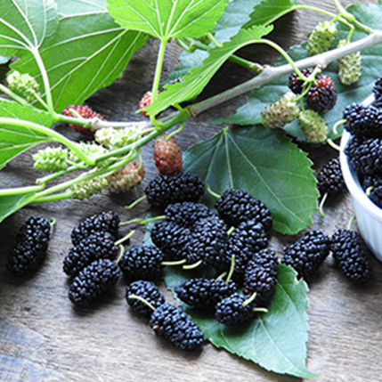 MULBERRY - ΒΑΤΟΜΟΥΡΟ (BULK ΣΥΜΠΥΚΝΩΜΕΝΟ ΑΡΩΜΑ)