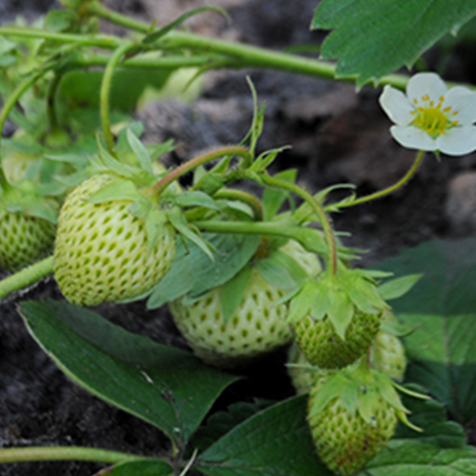 STRAWBERRY GREEN - ΦΡΑΟΥΛΑ GREEN (BULK ΣΥΜΠΥΚΝΩΜΕΝΟ ΑΡΩΜΑ)