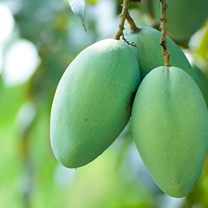 MANGO GREEN - ΜΑΝΓΚΟ GREEN (BULK ΣΥΜΠΥΚΝΩΜΕΝΟ ΑΡΩΜΑ)