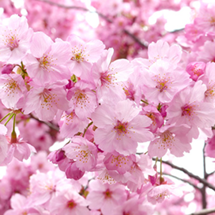 NATURAL SAKURA PETALS - ΑΝΘΗ ΚΕΡΑΣΙΑΣ (BULK ΣΥΜΠΥΚΝΩΜΕΝΟ ΑΡΩΜΑ) - FA2067
