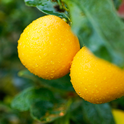 LEMON MEYER - RYPE LEMON MEYER - ΗΠΙΑ ΓΕΥΣΗ ΛΕΜΟΝΙΟΥ & ΠΟΡΤΟΚΑΛΙ (BULK ΣΥΜΠΥΚΝΩΜΕΝΟ ΑΡΩΜΑ) - FA2311