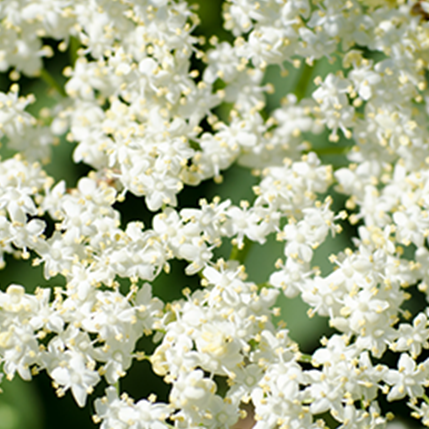 ELDERFLOWER - ΚΟΥΦΟΞΥΛΙΑ (BULK ΣΥΜΠΥΚΝΩΜΕΝΟ ΑΡΩΜΑ) - FA2330