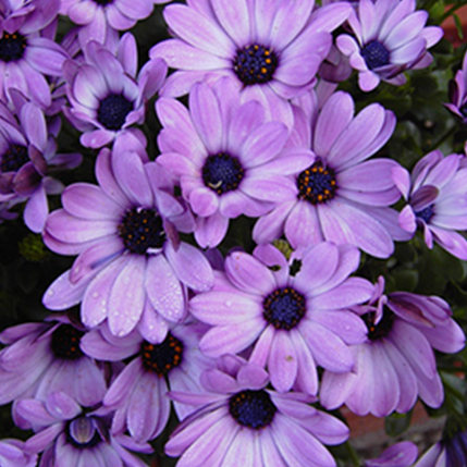VIOLET SPECIAL - ΒΙΟΛΕΤΑ (BULK ΣΥΜΠΥΚΝΩΜΕΝΟ ΑΡΩΜΑ) - FA2379