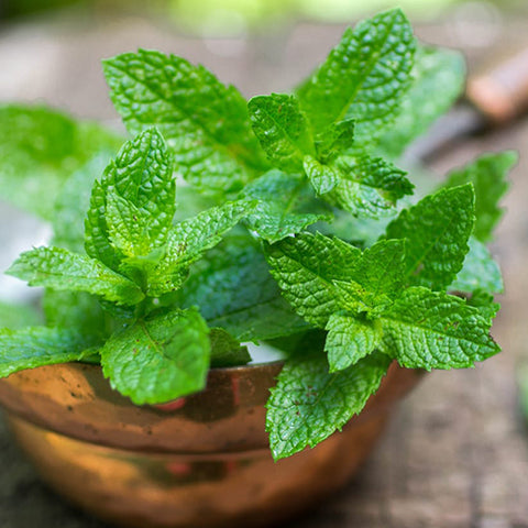 BALSAMIC MINT AIO - ΜΕΝΤΑ (BULK ΣΥΜΠΥΚΝΩΜΕΝΟ ΑΡΩΜΑ) - FA5576