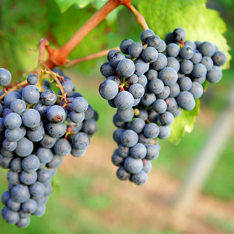 GRAPE AIO - ΣΤΑΦΥΛΙ (BULK ΣΥΜΠΥΚΝΩΜΕΝΟ ΑΡΩΜΑ) - FA5564